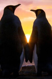 Wild Dads (2026) Full Series Download HD 720p 1080p