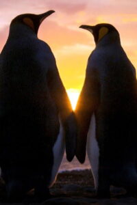 Wild Dads (2026) Full Series Download HD 720p 1080p